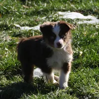 Cirrocumulus, a female Toy Australian Shepherd for sale in Tiskilwa, IL – Photo 3 of 8