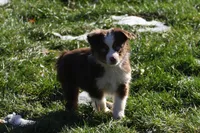 Cirrocumulus, a female Toy Australian Shepherd for sale in Tiskilwa, IL – Photo 3 of 8