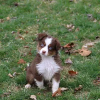 Cirrocumulus, a female Toy Australian Shepherd for sale in Tiskilwa, IL – Photo 8 of 8