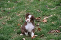 Cirrocumulus, a female Toy Australian Shepherd for sale in Tiskilwa, IL – Photo 8 of 8