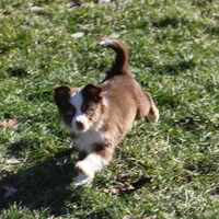 Cirrocumulus, a female Toy Australian Shepherd for sale in Tiskilwa, IL – Photo 6 of 8