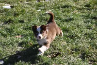 Cirrocumulus, a female Toy Australian Shepherd for sale in Tiskilwa, IL – Photo 6 of 8