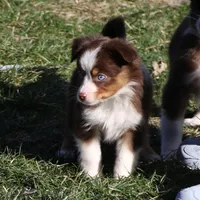Cirrocumulus, a female Toy Australian Shepherd for sale in Tiskilwa, IL – Photo 5 of 8