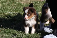 Cirrocumulus, a female Toy Australian Shepherd for sale in Tiskilwa, IL – Photo 5 of 8