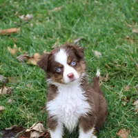 Cirrocumulus, a female Toy Australian Shepherd for sale in Tiskilwa, IL – Photo 7 of 8