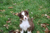 Cirrocumulus, a female Toy Australian Shepherd for sale in Tiskilwa, IL – Photo 7 of 8