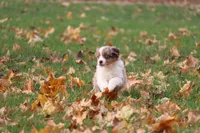 Track, a female Miniature American Shepherd for sale in Tiskilwa, IL – Photo 3 of 5
