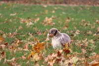 Track, a female Miniature American Shepherd for sale in Tiskilwa, IL – Photo 2 of 5
