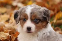 Track, a female Miniature American Shepherd for sale in Tiskilwa, IL – Photo 5 of 5