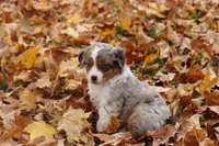 Track, a female Miniature American Shepherd for sale in Tiskilwa, IL – Photo 4 of 5