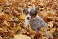 Track, a female Miniature American Shepherd for sale in Tiskilwa, IL – Photo 1 of 5