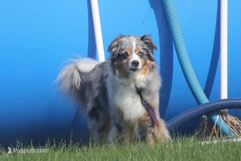 Rain – Miniature Australian Shepherd puppy for sale in Tiskilwa, IL