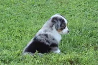 Freedom, a male Miniature American Shepherd for sale in Tiskilwa, IL – 3 of 7