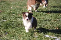 Cirro, a female Toy Australian Shepherd for sale in Tiskilwa, IL – Photo 2 of 2
