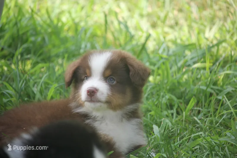 Aubrey  – Miniature Australian Shepherd puppy for sale in Tiskilwa, IL