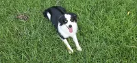 Emers, a female Miniature Australian Shepherd for sale in Tiskilwa, IL – 1 of 2
