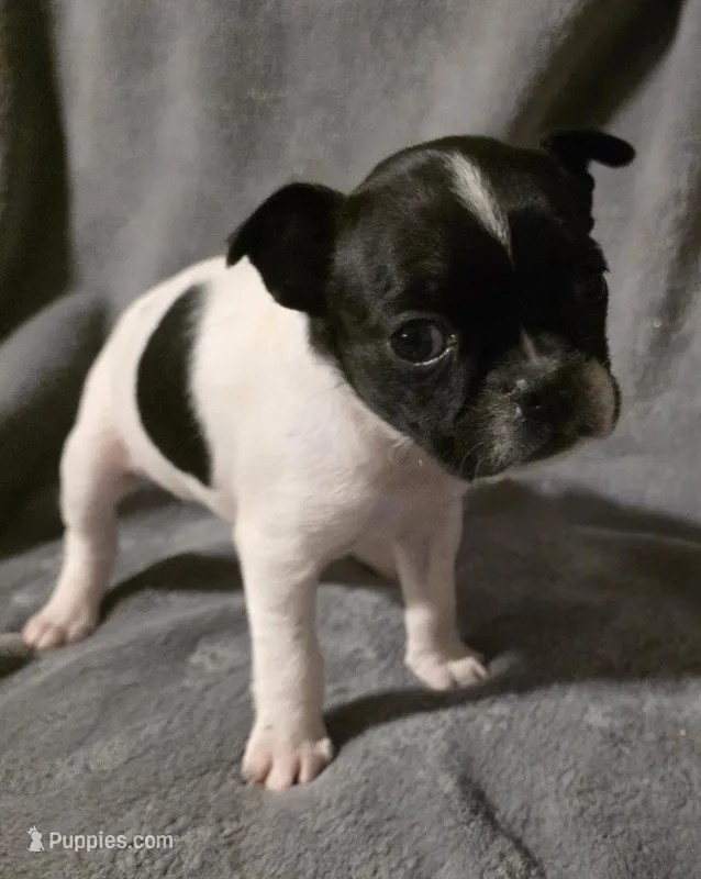 Social Justice Warrior