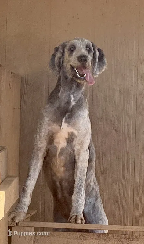 Sadie  – Aussiedoodle puppy for sale in San Diego, CA