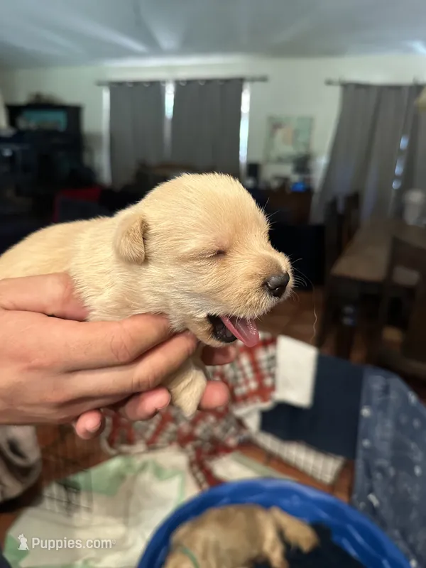 Winston – Scottish Terrier puppy for sale in San Diego, CA