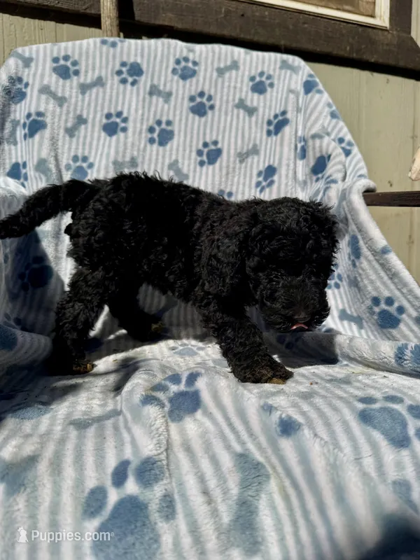 Sadie – Aussiedoodle, Poodle - Standard  puppy for sale in San Diego, CA