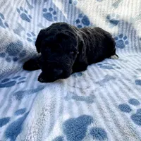  Sadie F1B, a female Aussiedoodle for sale in San Diego, CA – Photo 2 of 2