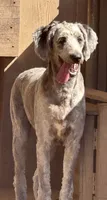 Sadie , a female Aussiedoodle for sale in San Diego, CA – 3 of 3