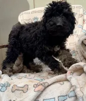  Sasha, a female Aussiedoodle for sale in San Diego, CA – 2 of 2
