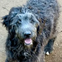 Oreo, a female Aussiedoodle for sale in San Diego, CA – Photo 1 of 2