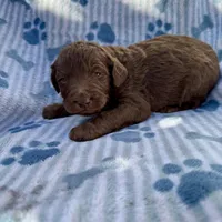 Chewy F1B, a male Aussiedoodle and Poodle - Standard  for sale in San Diego, CA – Photo 2 of 2