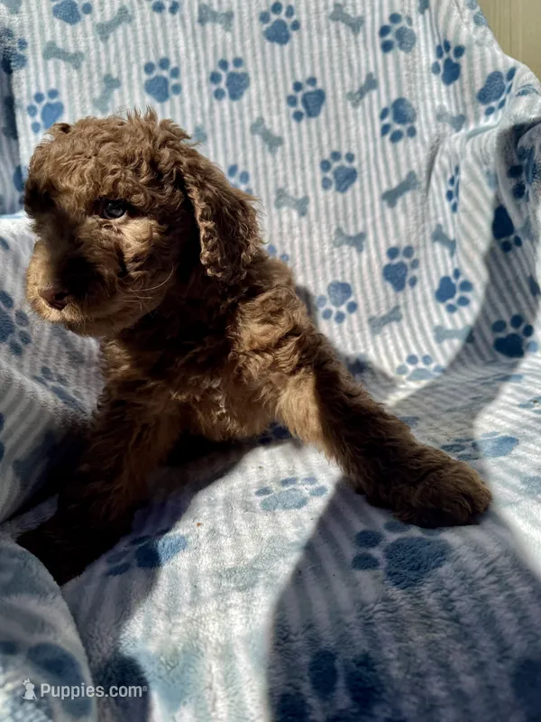 Chewy – Aussiedoodle, Poodle - Standard  puppy for sale in San Diego, CA