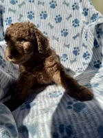 Chewy F1B, a male Aussiedoodle and Poodle - Standard  for sale in San Diego, CA – Photo 1 of 2