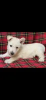 Winston, a male Scottish Terrier for sale in San Diego, CA – 2 of 2