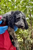 Ivy, a female Aussiedoodle and Poodle - Standard  for sale in San Diego, CA – 3 of 3