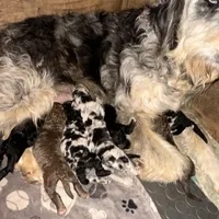 Ivy, a female Aussiedoodle and Poodle - Standard  for sale in San Diego, CA – 2 of 3