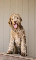 Chewy, a male Aussiedoodle for sale in San Diego, CA – 1 of 3