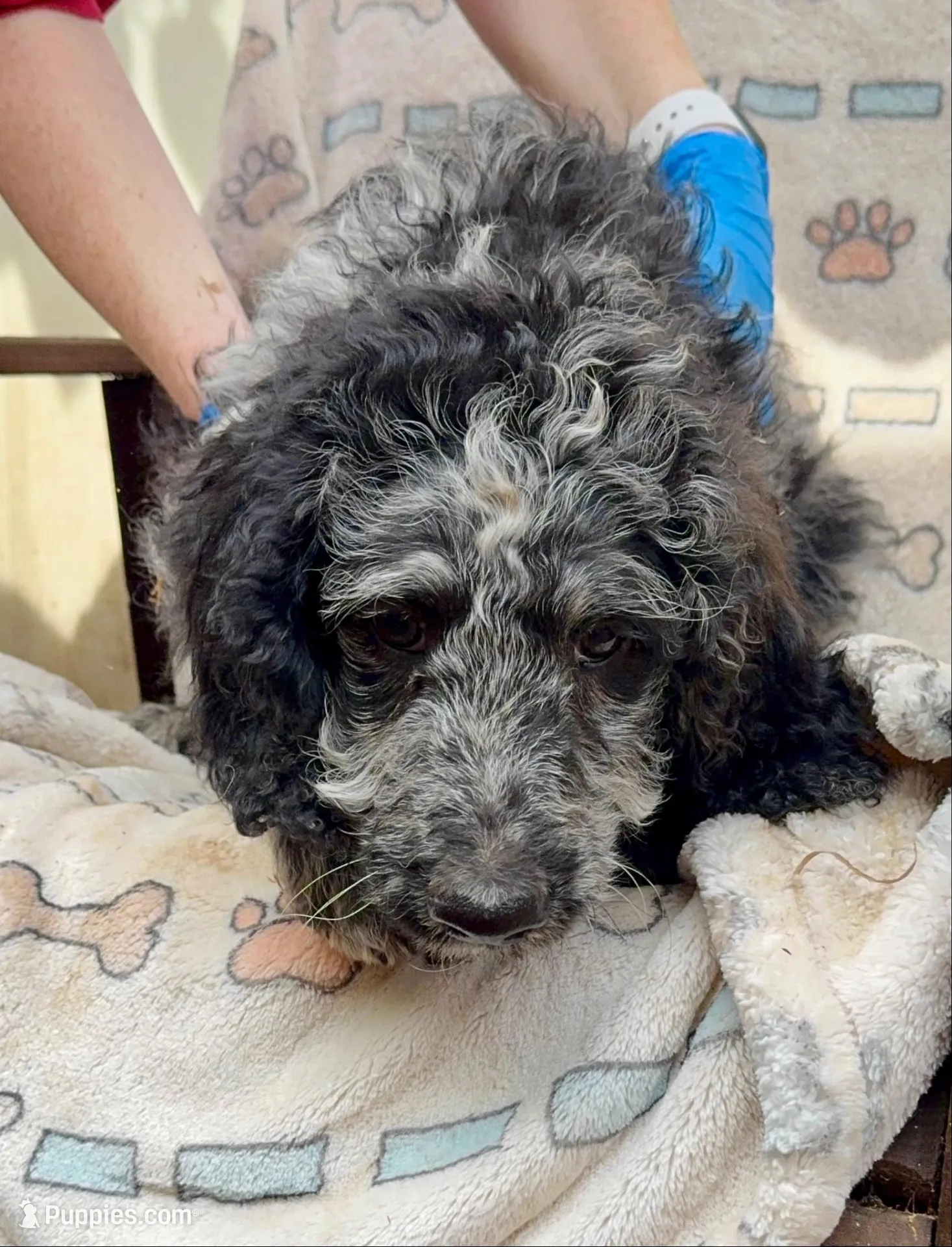 Ivy, a female Aussiedoodle and Poodle - Standard  for sale in San Diego, CA – 1 of 3