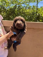 Max, a male Goldendoodle and Labradoodle for sale in San Diego, CA – 3 of 3