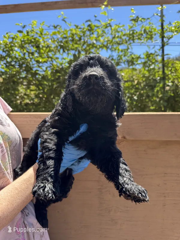 Bella  – Goldendoodle, Labradoodle puppy for sale in San Diego, CA
