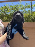 Bella , a female Goldendoodle and Labradoodle for sale in San Diego, CA – 1 of 4