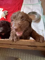 Max, a male Goldendoodle and Labradoodle for sale in San Diego, CA – 1 of 3
