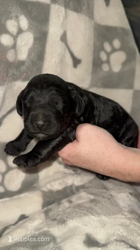 Bella  – Labradoodle puppy for sale in San Diego, CA