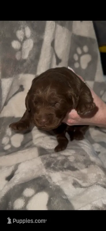 Chewy – Labradoodle puppy for sale in San Diego, CA