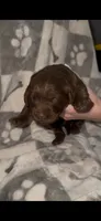 Chewy, a male Labradoodle for sale in San Diego, CA – 1 of 1