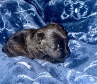 Ruby Tuesday, a female Scottish Terrier for sale in San Diego, CA – 2 of 2