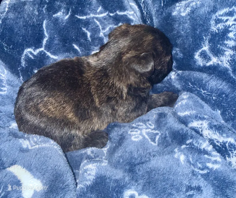 Ruby Tuesday – Scottish Terrier puppy for sale in San Diego, CA
