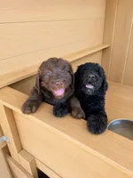 Lola, a female Goldendoodle and Labradoodle for sale in San Diego, CA – 3 of 3
