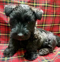 Ruby Tuesday, a female Scottish Terrier for sale in San Diego, CA – 2 of 5
