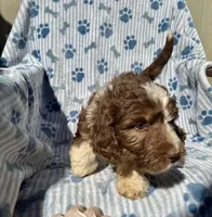 Cocoa F1B, a female Aussiedoodle for sale in San Diego, CA – Photo 1 of 2
