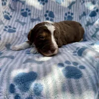 Cocoa F1B, a female Aussiedoodle for sale in San Diego, CA – Photo 2 of 2