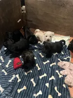 Ruby Tuesday, a female Scottish Terrier for sale in San Diego, CA – 4 of 5